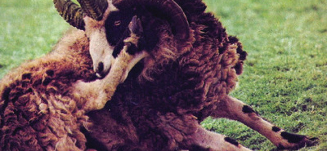 The Garbage & The Flowers – Eyes Rind As If Beggars (Fire) The Garbage & The Flowers – Eyes Rind As If Beggars (Fire)